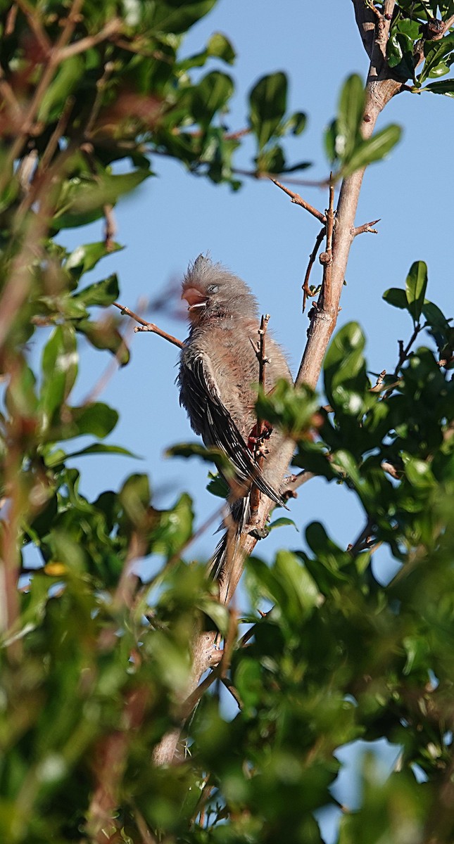 White-backed Mousebird - ML645574720