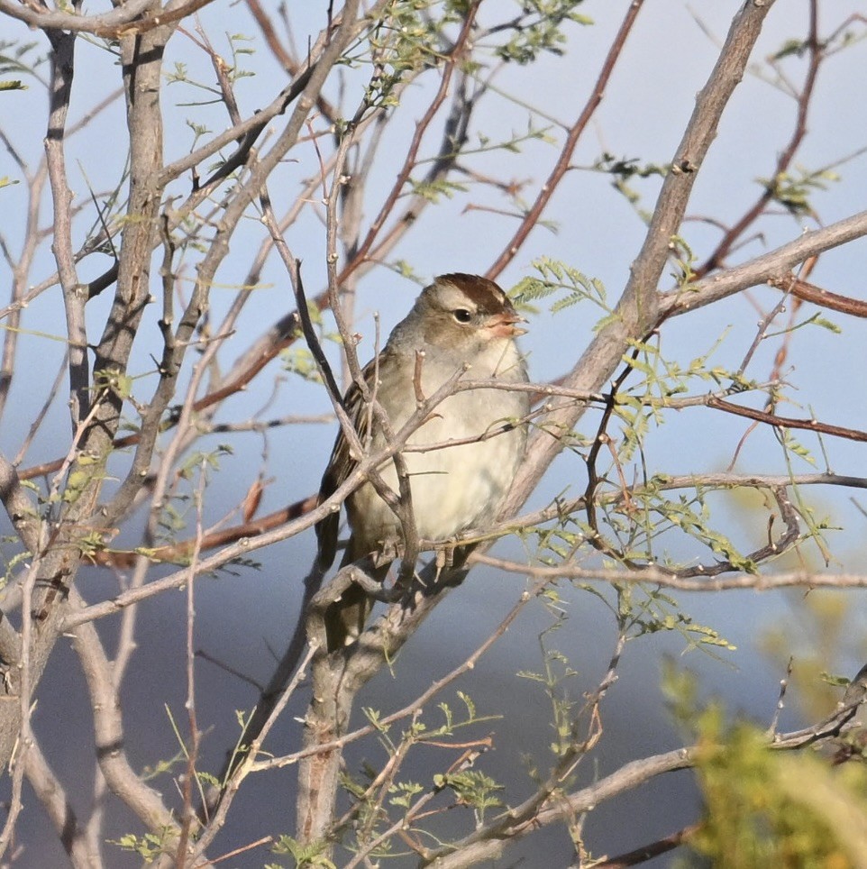 White-crowned Sparrow - ML645574721