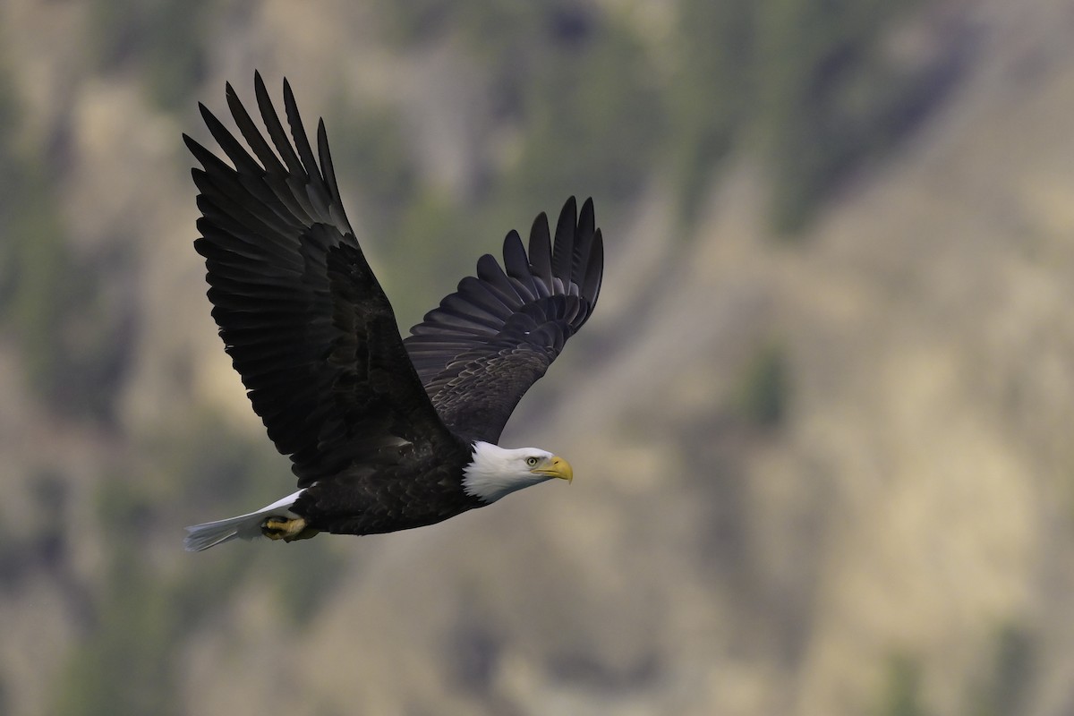 Bald Eagle - ML645574725