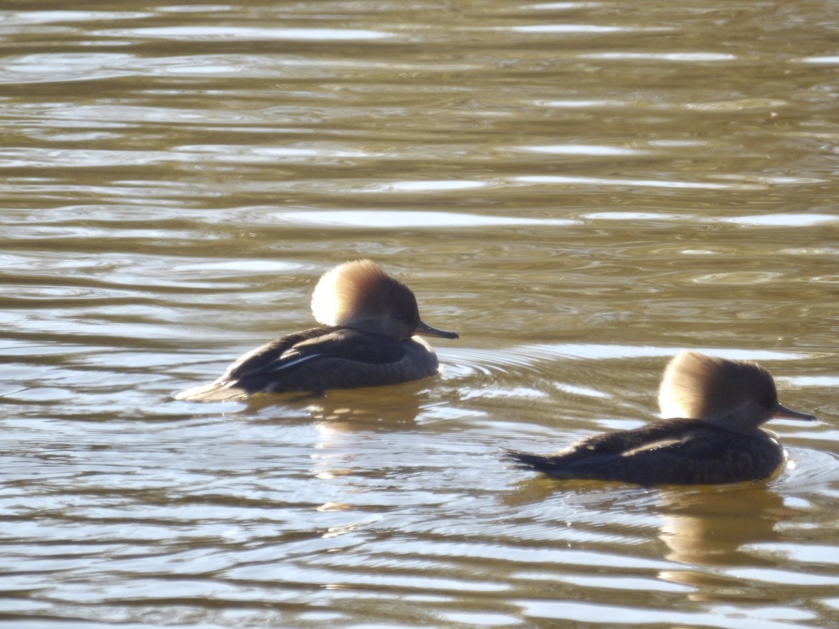 Hooded Merganser - ML645574726