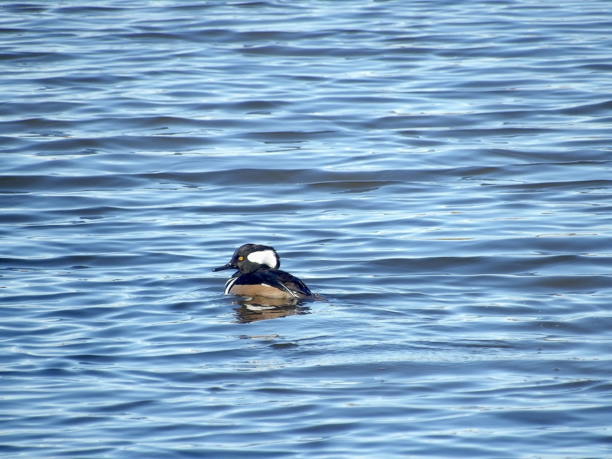 Hooded Merganser - ML645574727