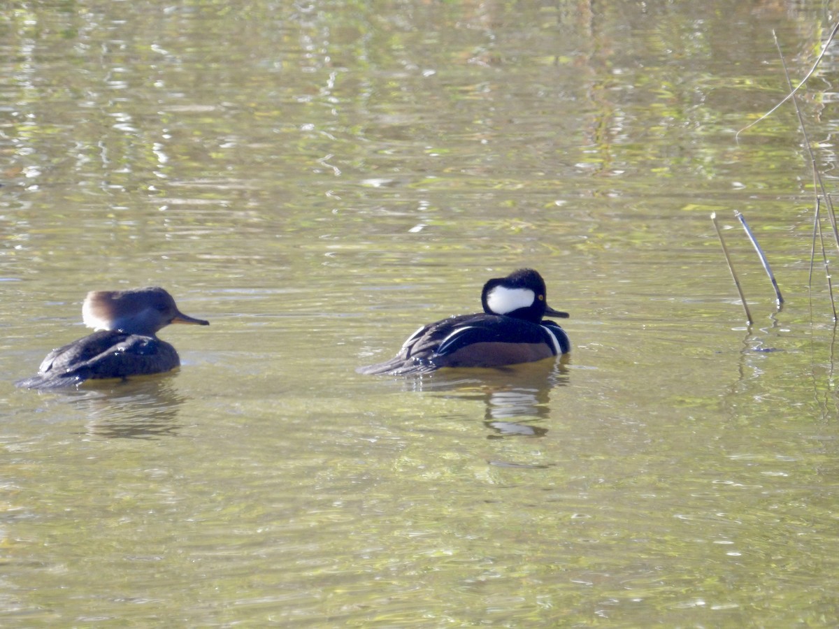 Hooded Merganser - ML645574728