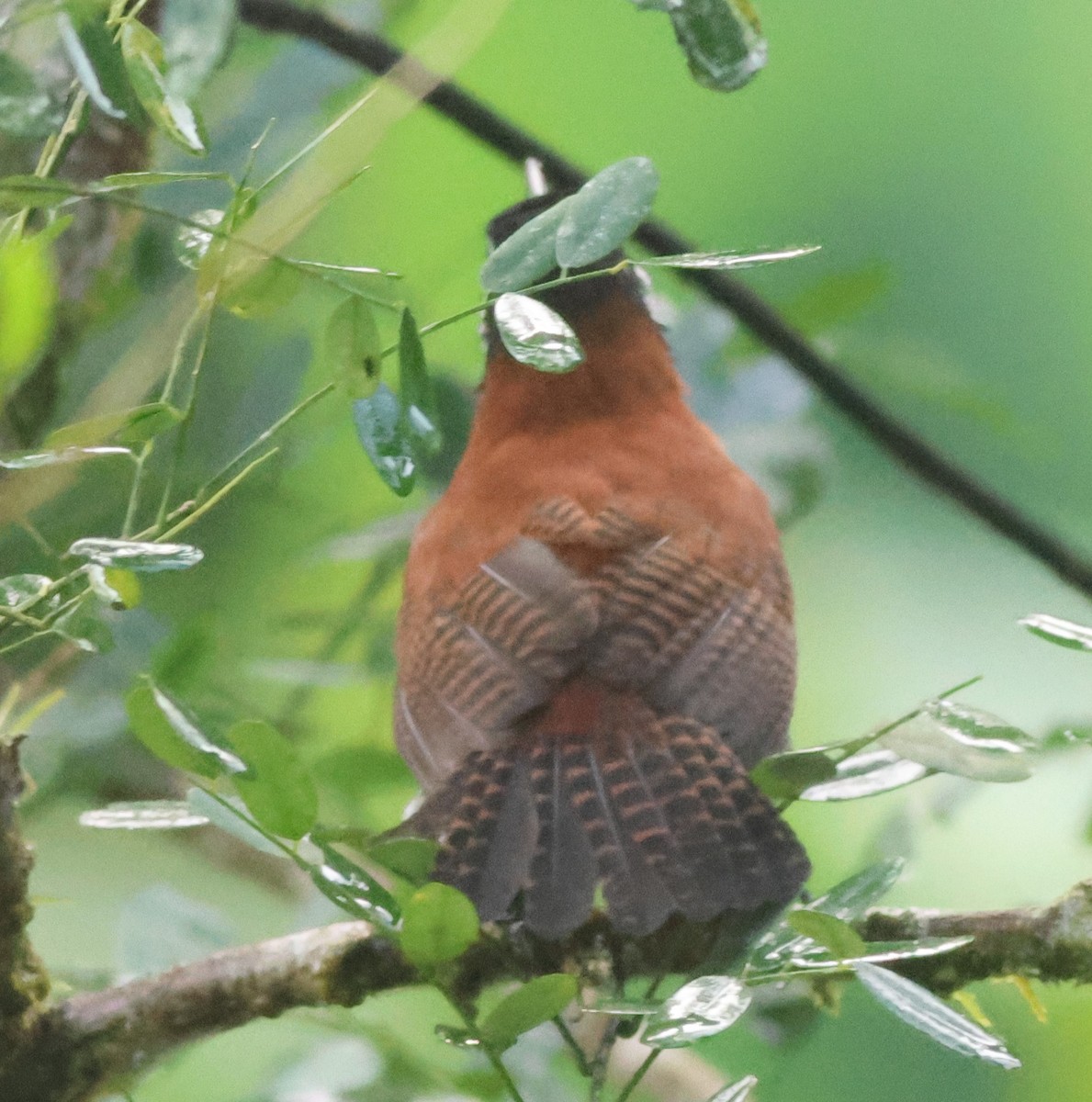 Bay Wren - ML645574729