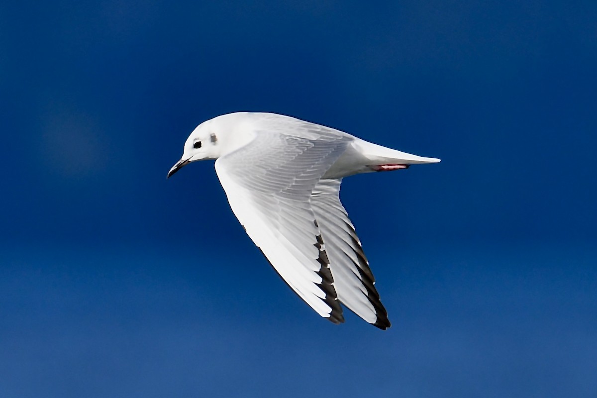 Bonaparte's Gull - ML645574732