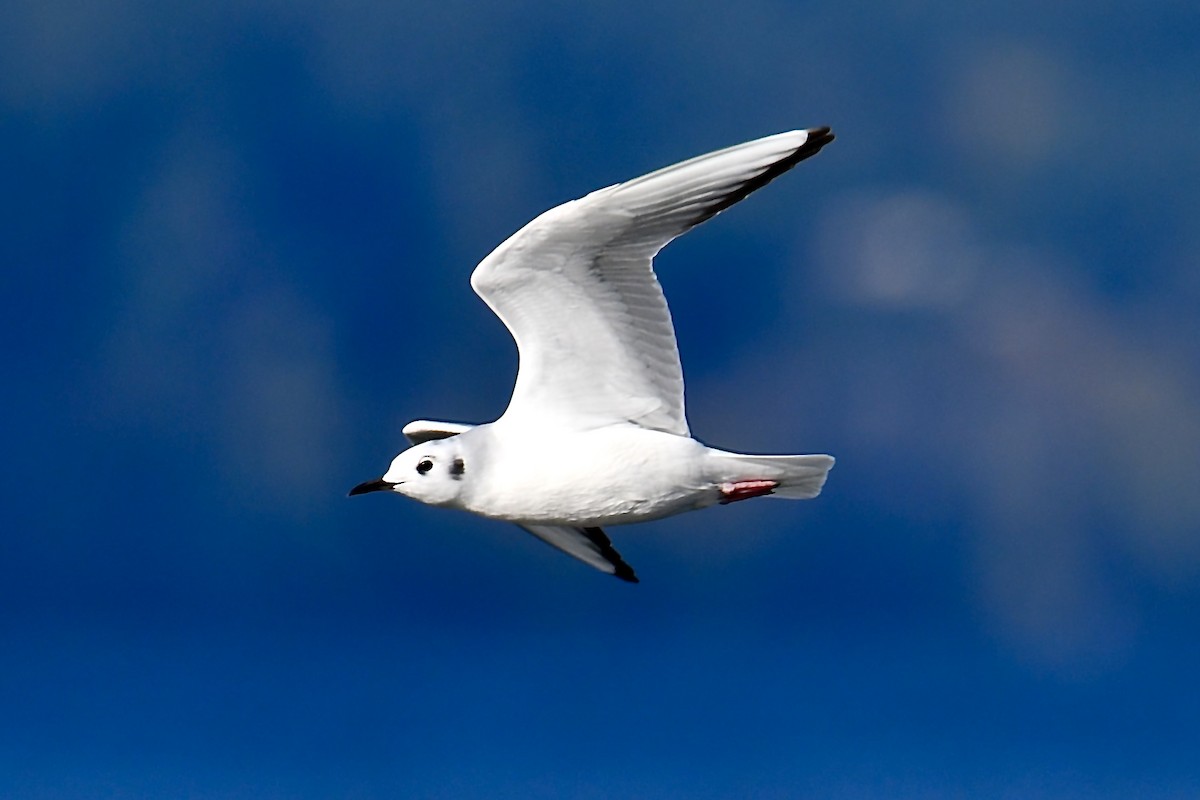 Bonaparte's Gull - ML645574734