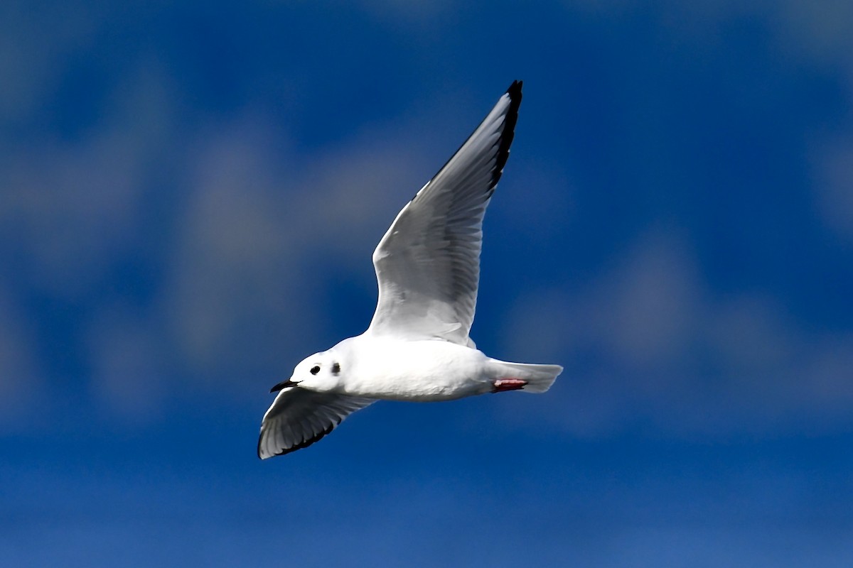 Bonaparte's Gull - ML645574735