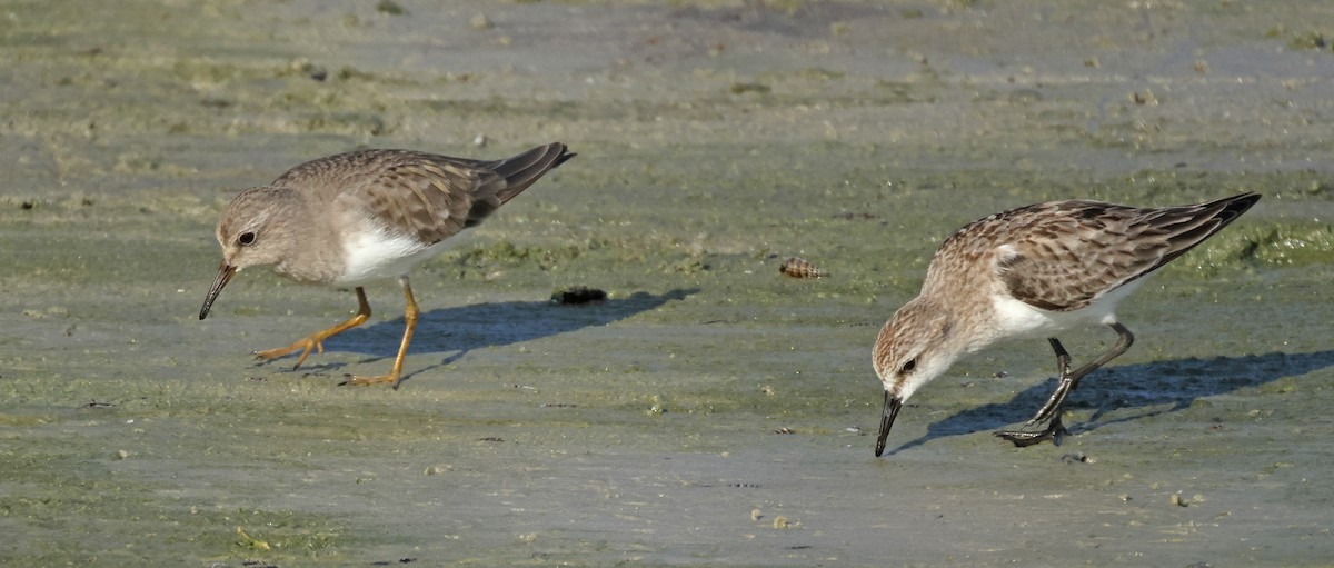 Red-necked Stint - ML645574738