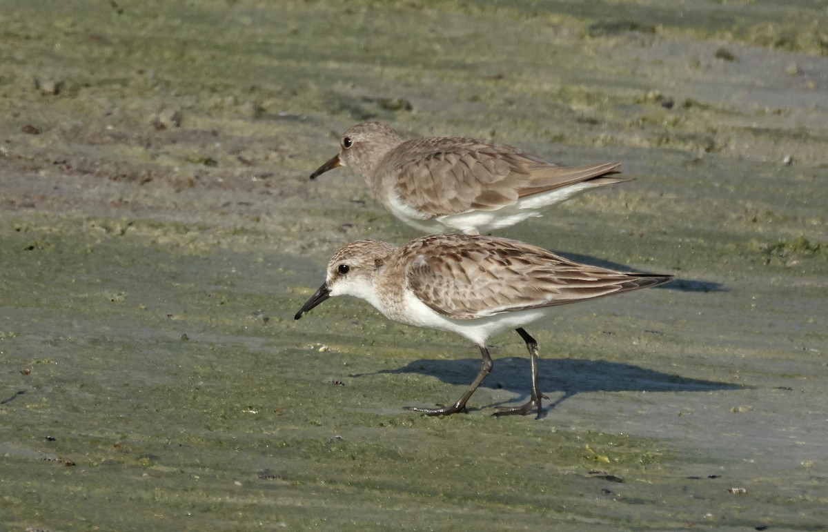 Red-necked Stint - ML645574739