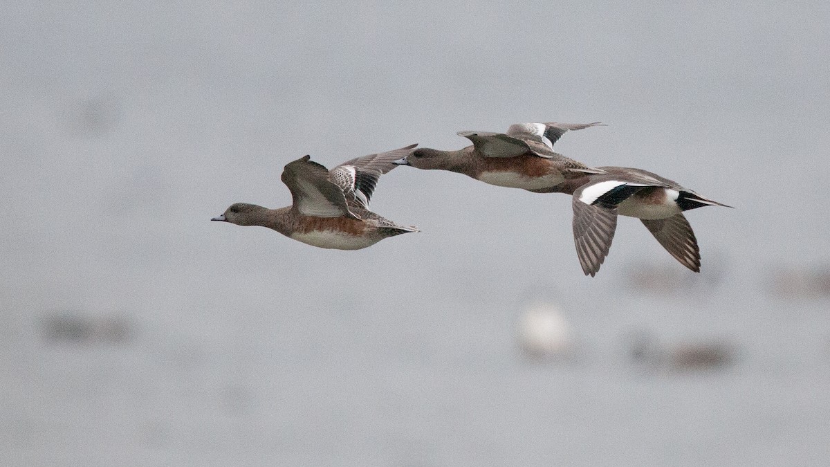American Wigeon - ML645574741