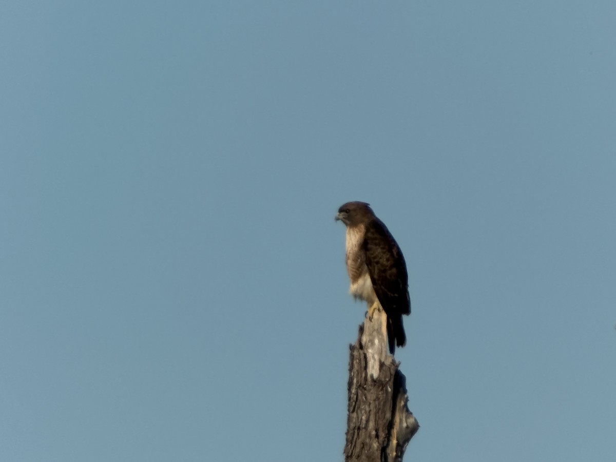 Red-tailed Hawk - ML645574744