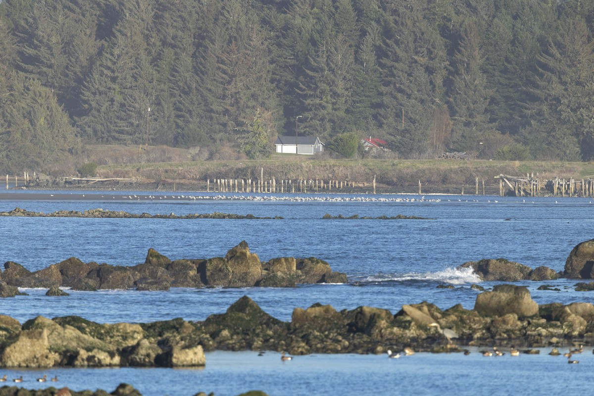 Larinae sp. - ML645574745