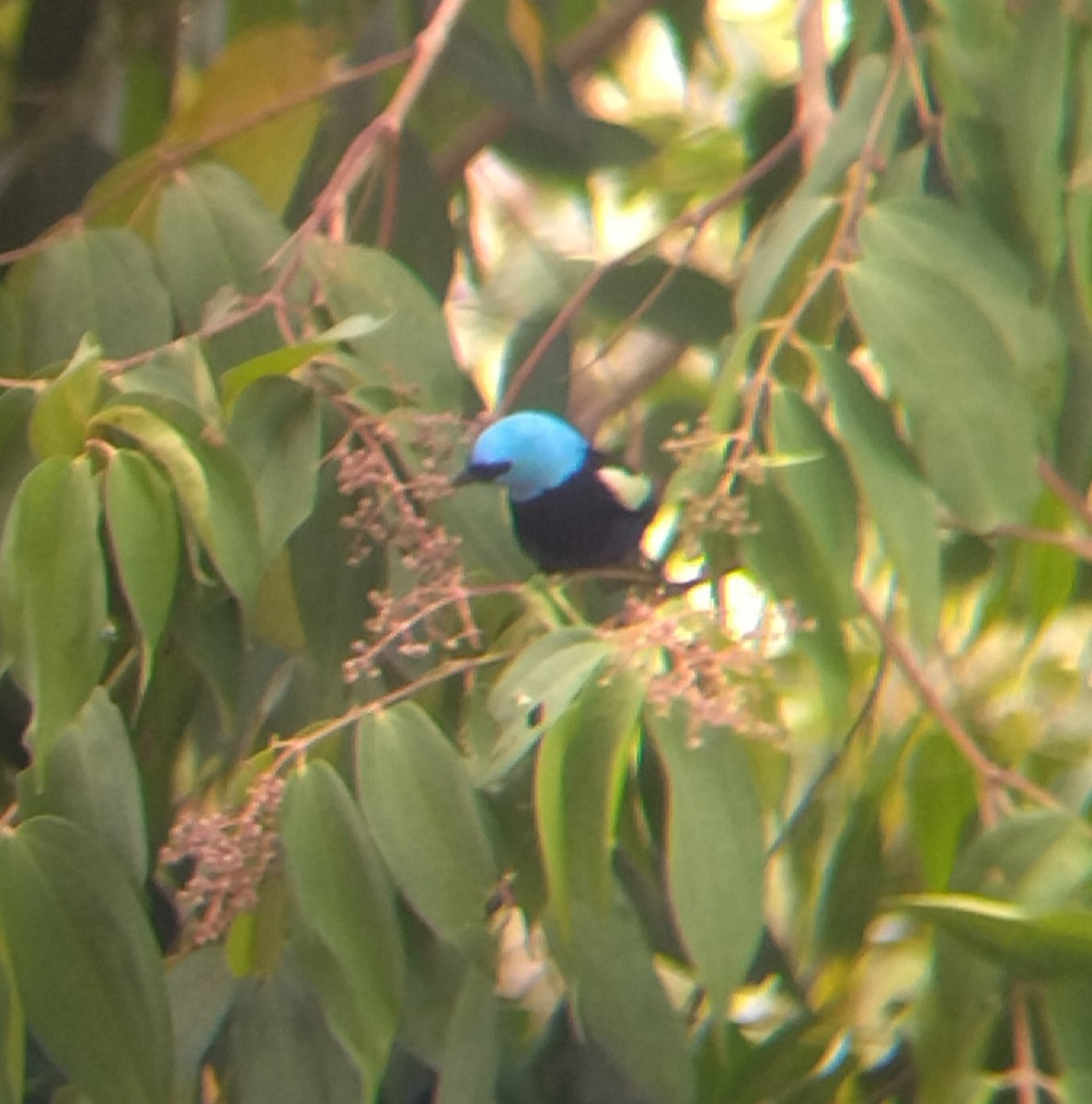 Blue-necked Tanager - ML645574749