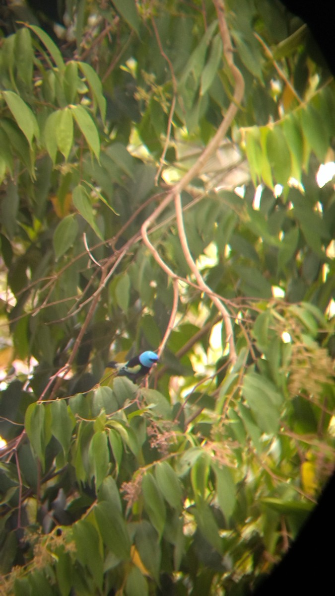 Blue-necked Tanager - ML645574753
