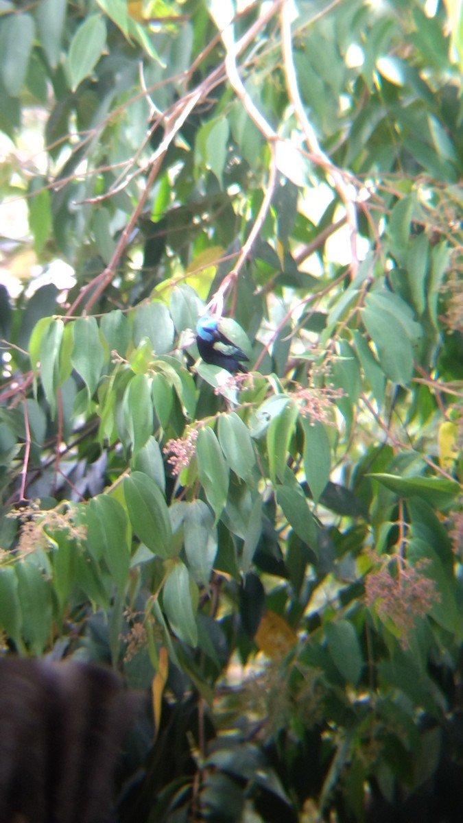 Blue-necked Tanager - ML645574754