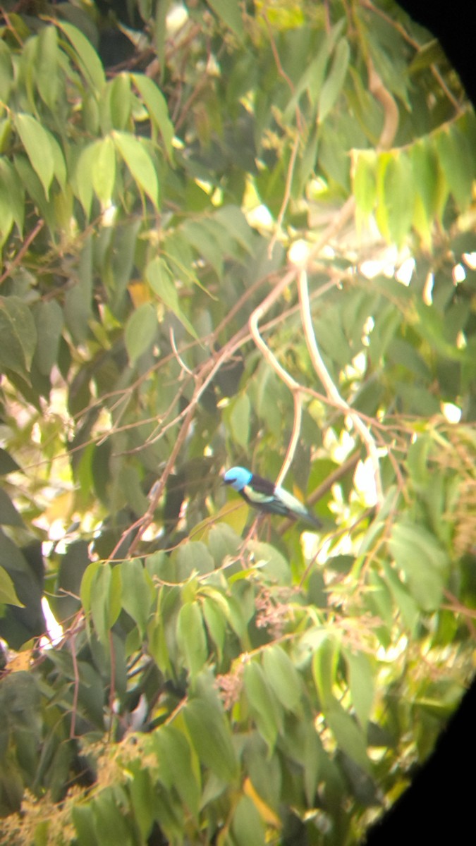Blue-necked Tanager - ML645574755