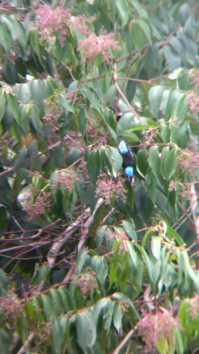 Blue-necked Tanager - ML645574756