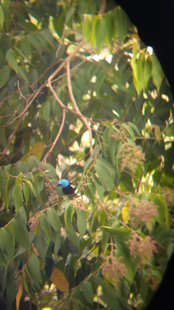 Blue-necked Tanager - ML645574757