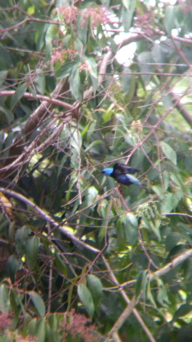 Blue-necked Tanager - ML645574761