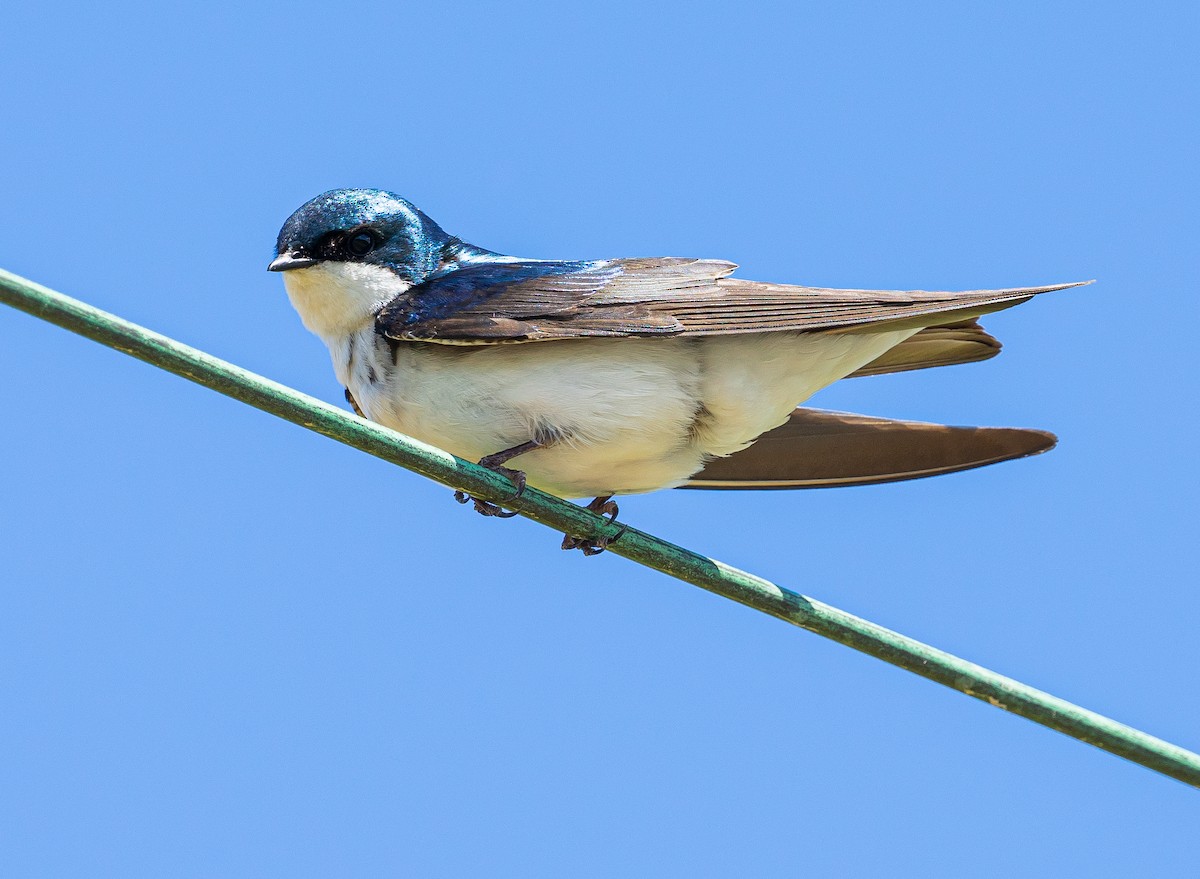 Tree Swallow - ML645574766
