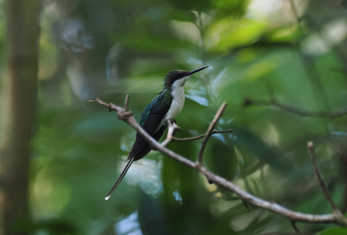 Black-eared Fairy - ML645574769