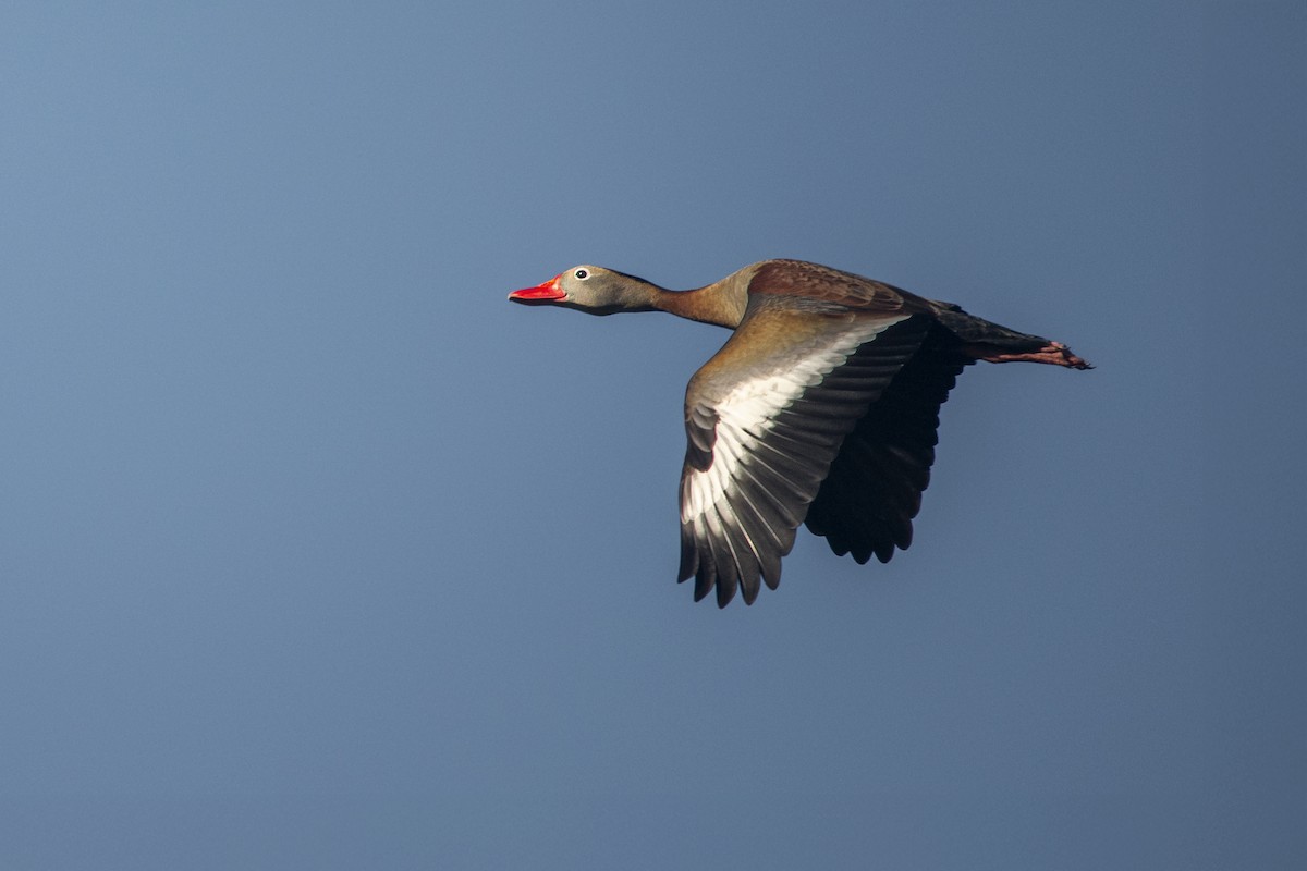Black-bellied Whistling-Duck - ML645574771