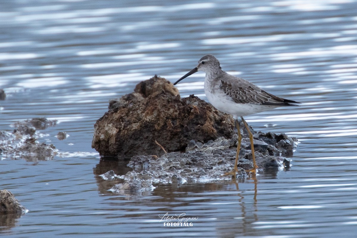 Stilt Sandpiper - ML645574773