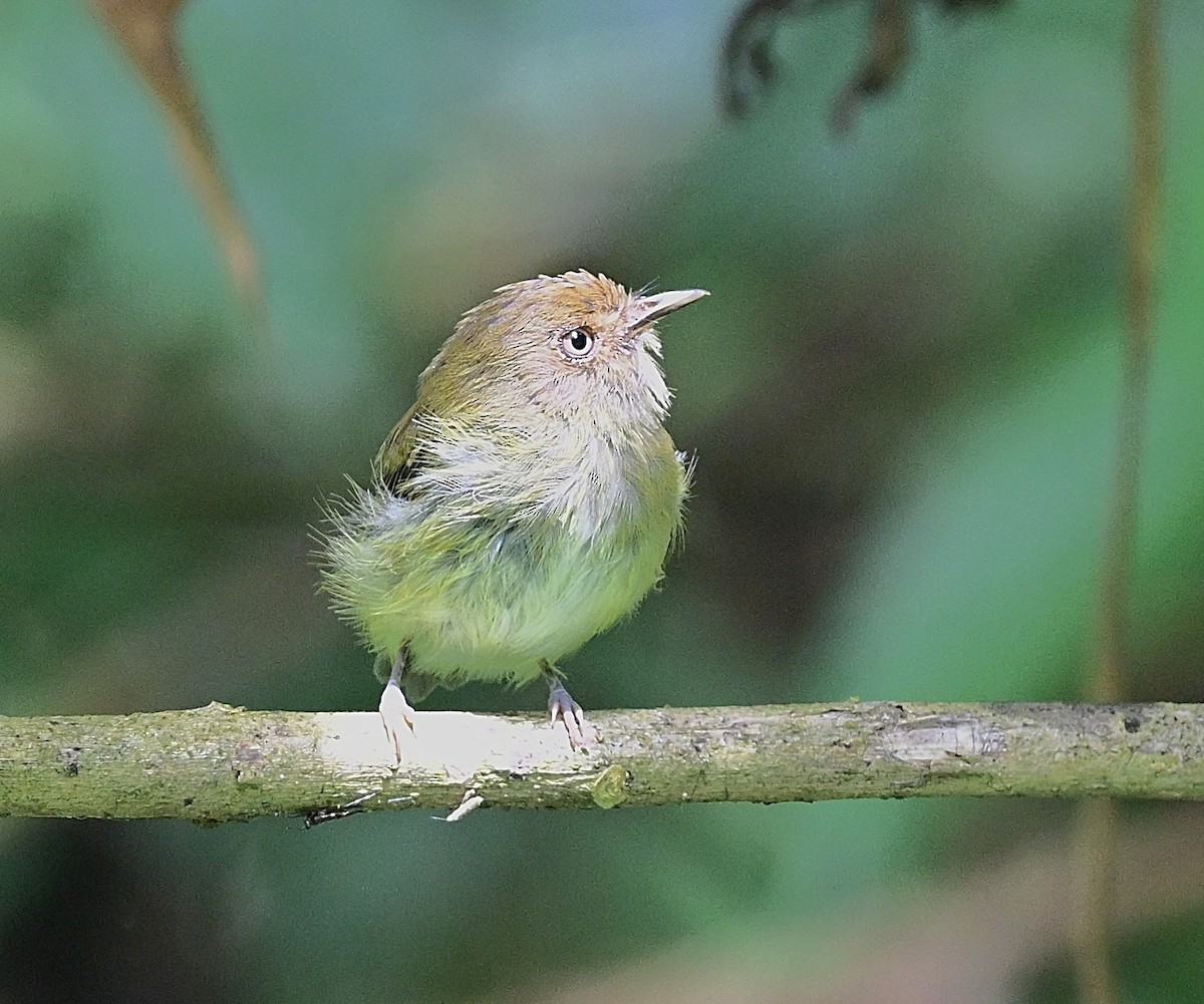 Yungas Tody-Tyrant - ML645574775