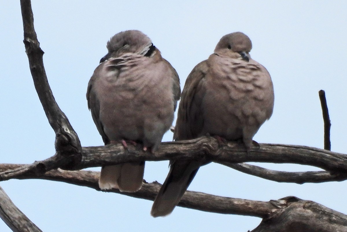Eurasian Collared-Dove - ML645574778
