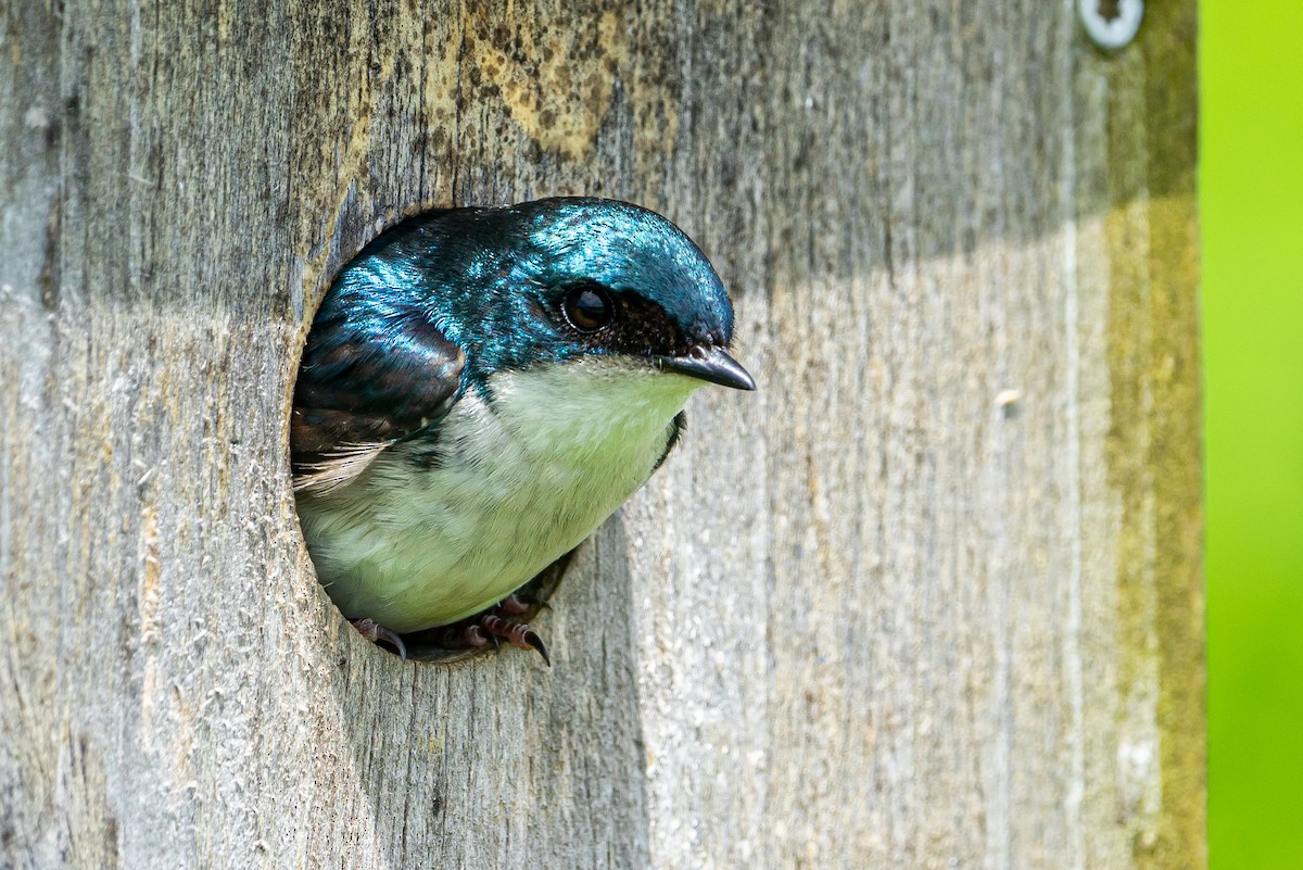 Tree Swallow - ML645574779