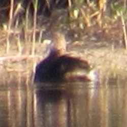 Wood Duck - ML645574780