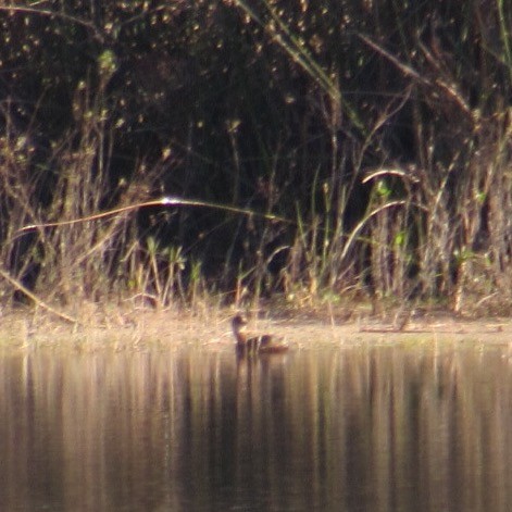 Wood Duck - ML645574781