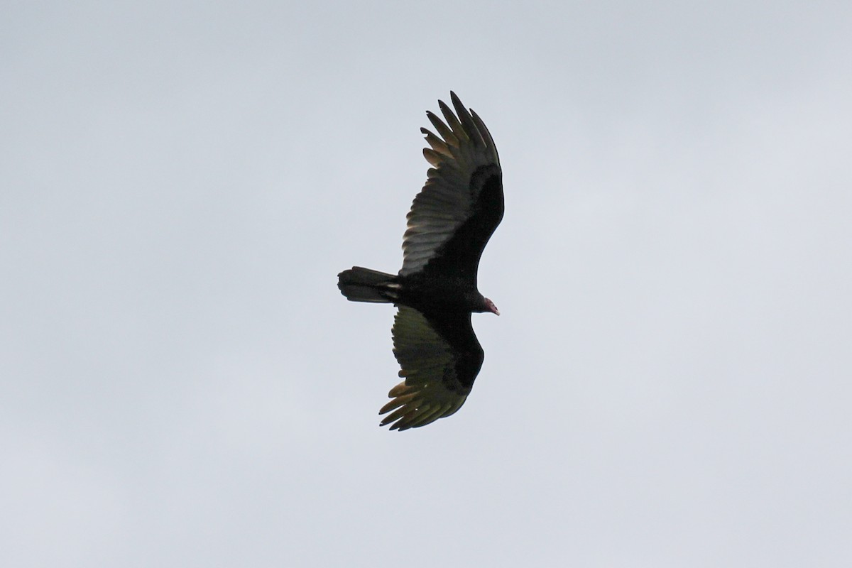 Turkey Vulture - ML645574782