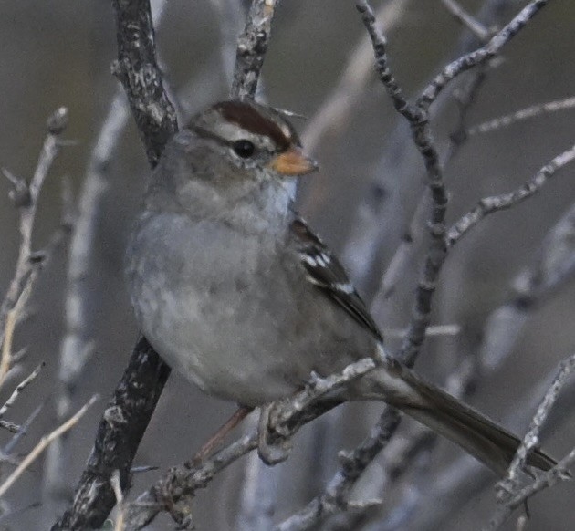 White-crowned Sparrow - ML645574783