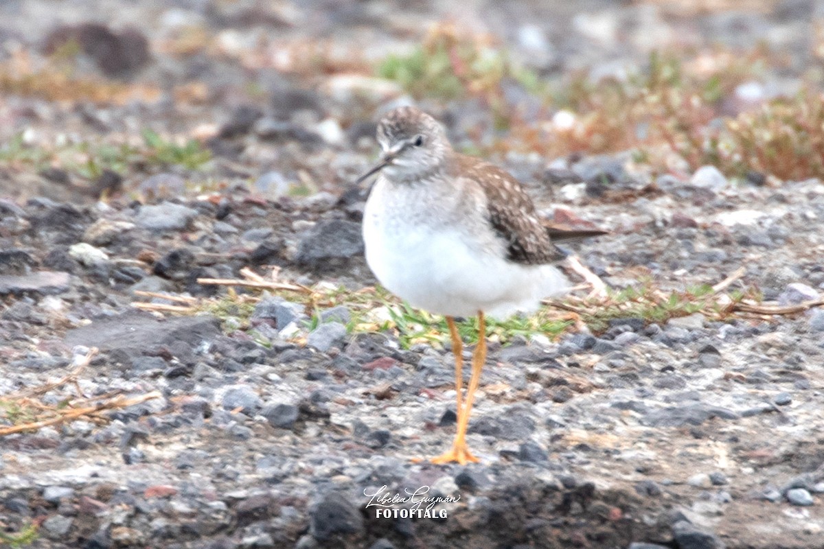 Lesser Yellowlegs - ML645574784
