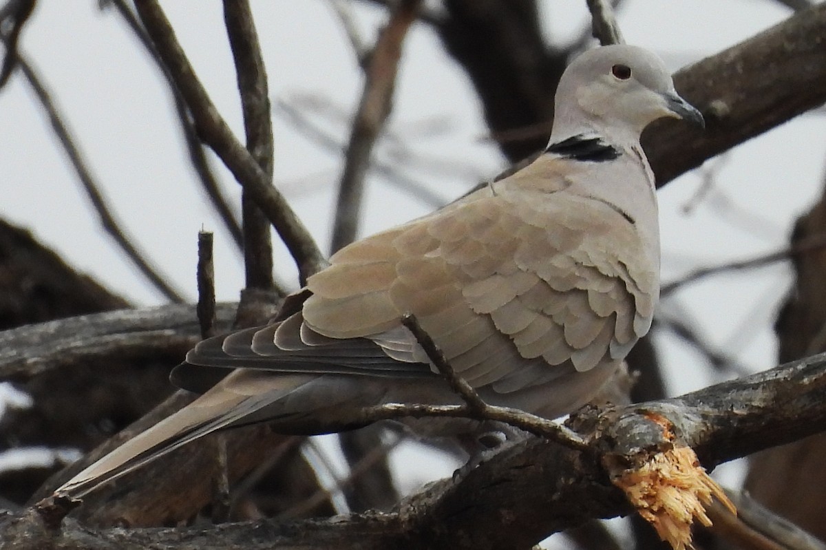 Eurasian Collared-Dove - ML645574787