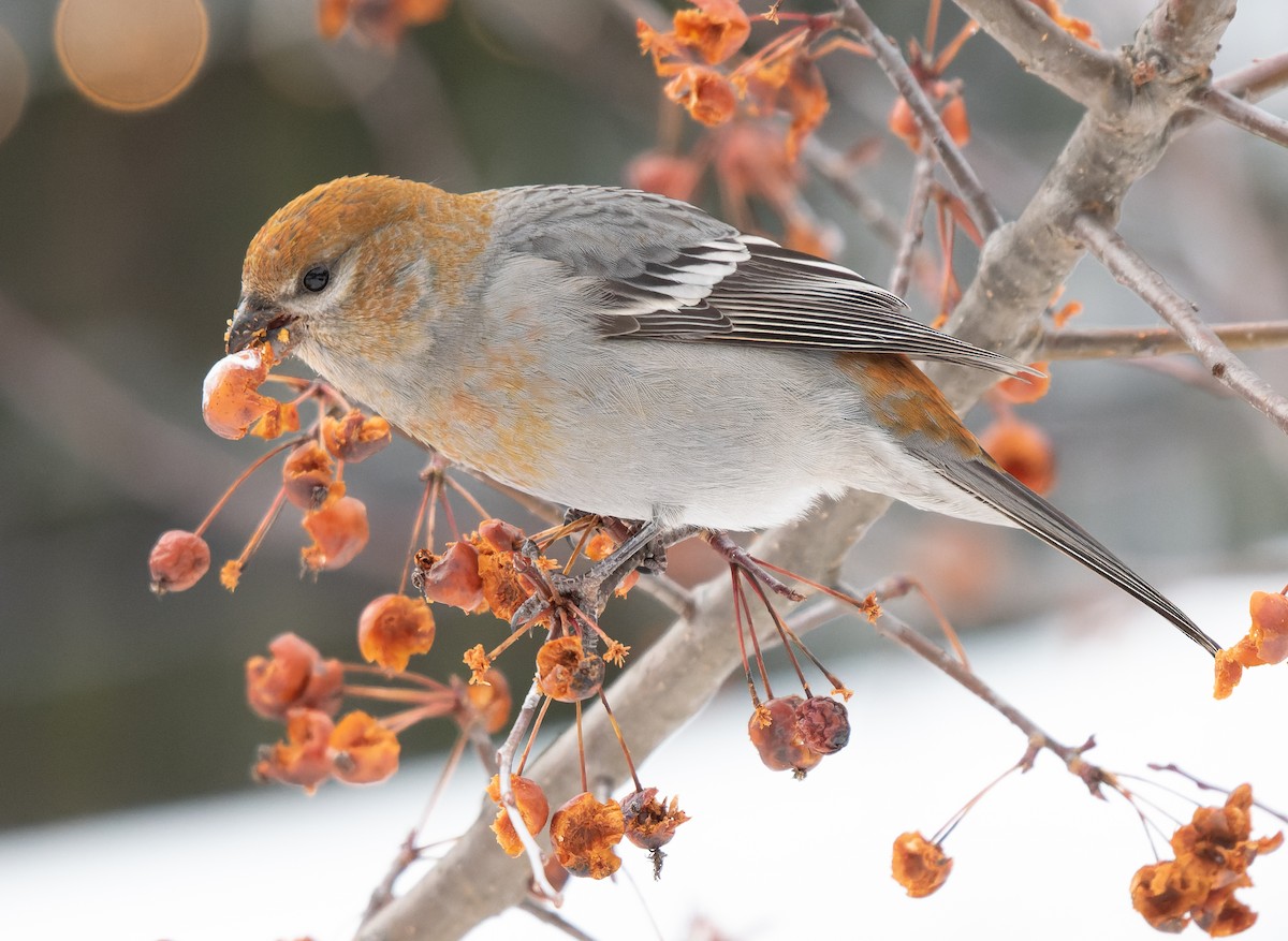 Pine Grosbeak - ML645574789