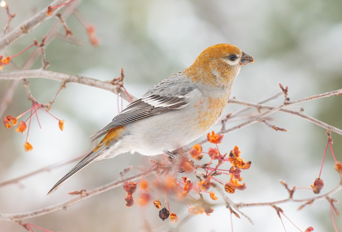 Pine Grosbeak - ML645574791