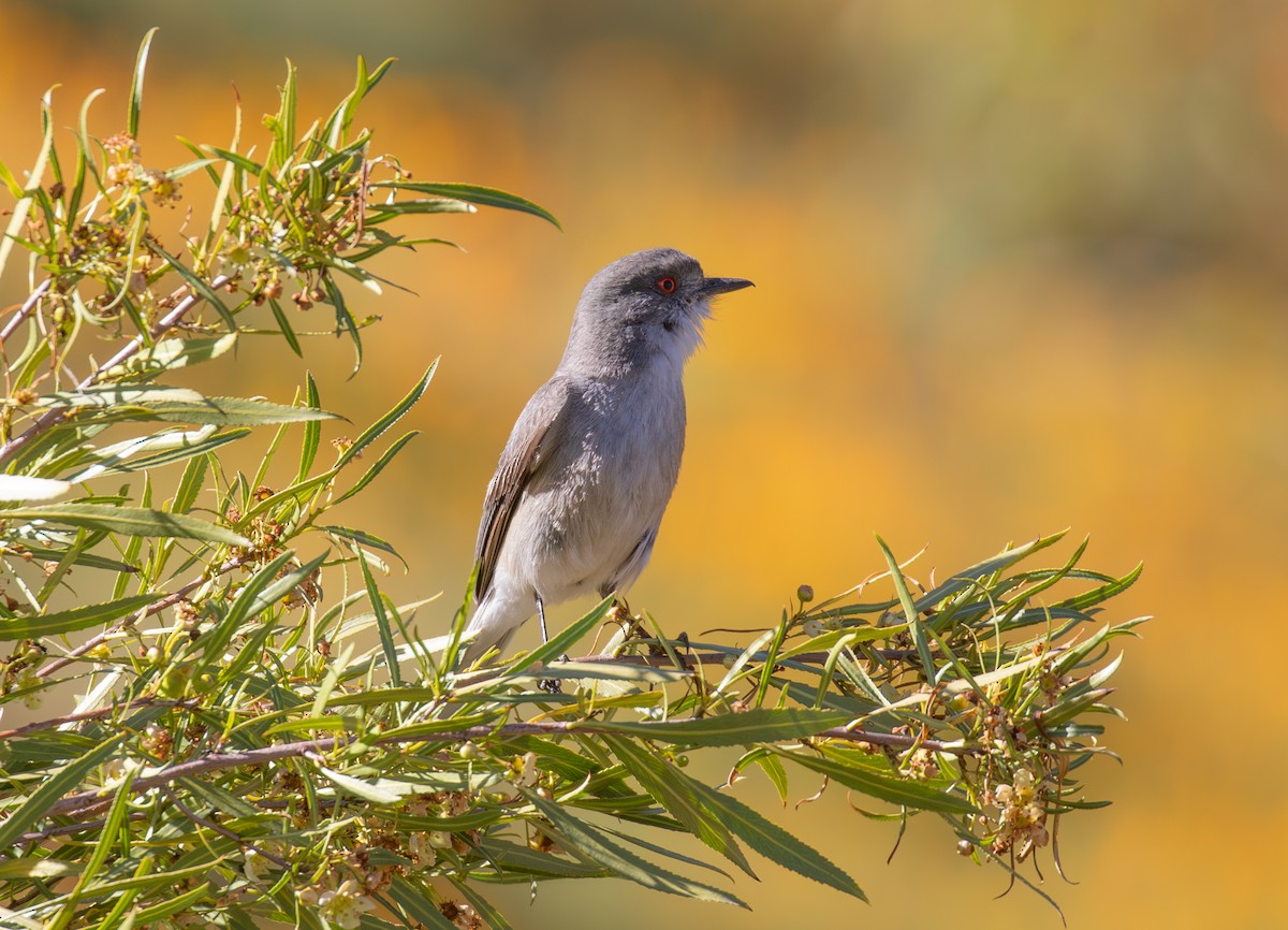 Fire-eyed Diucon - ML645574792