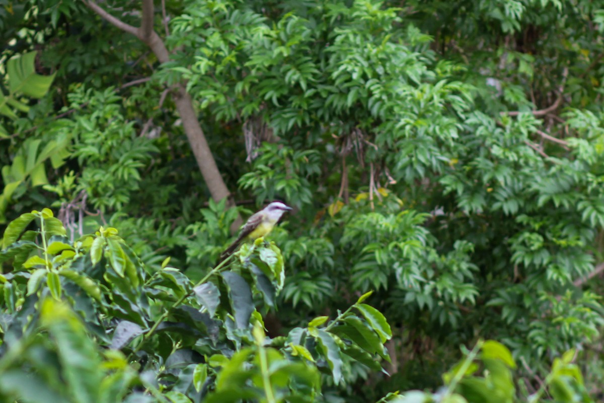 Tropical Kingbird - ML645574793