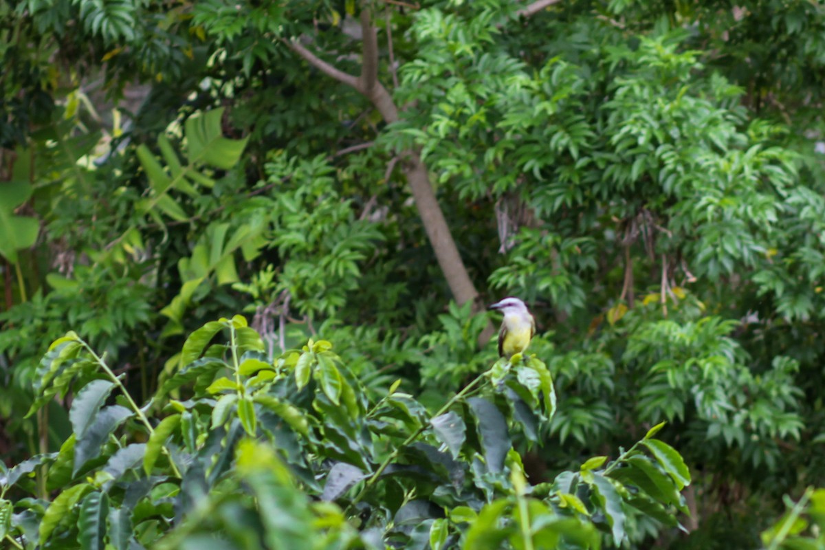 Tropical Kingbird - ML645574794