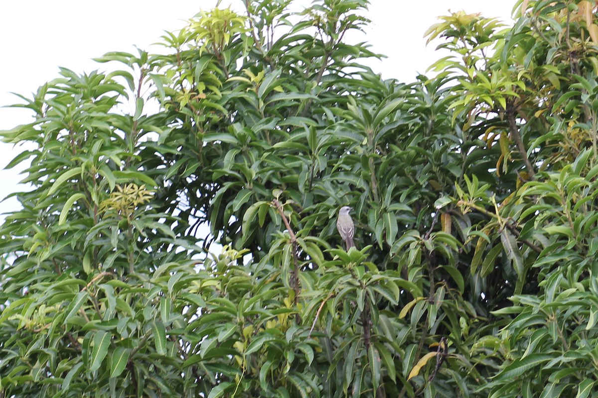 Tropical Kingbird - ML645574795