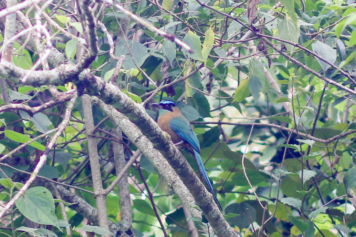 Lesson's Motmot - ML645574800