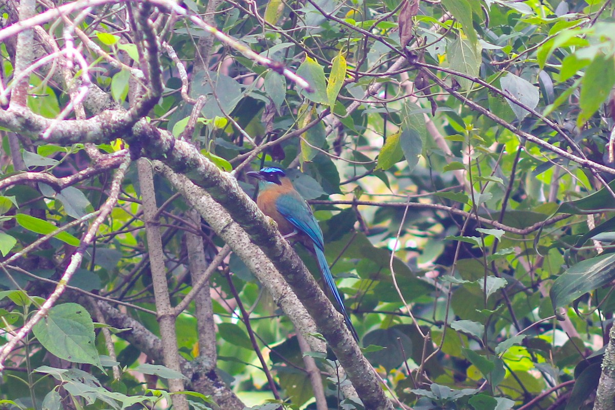 Lesson's Motmot - ML645574801