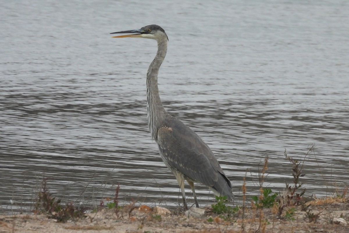 Great Blue Heron - ML645574805
