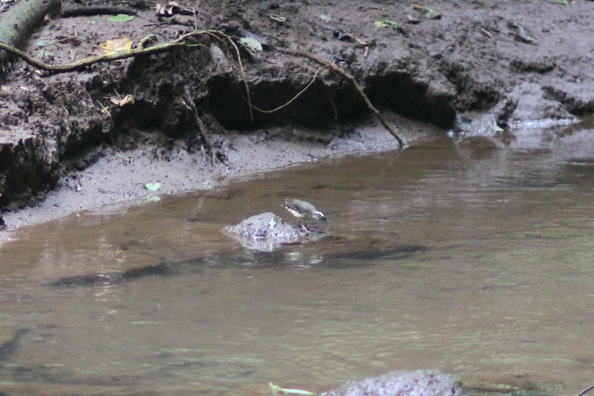 Louisiana Waterthrush - ML645574806