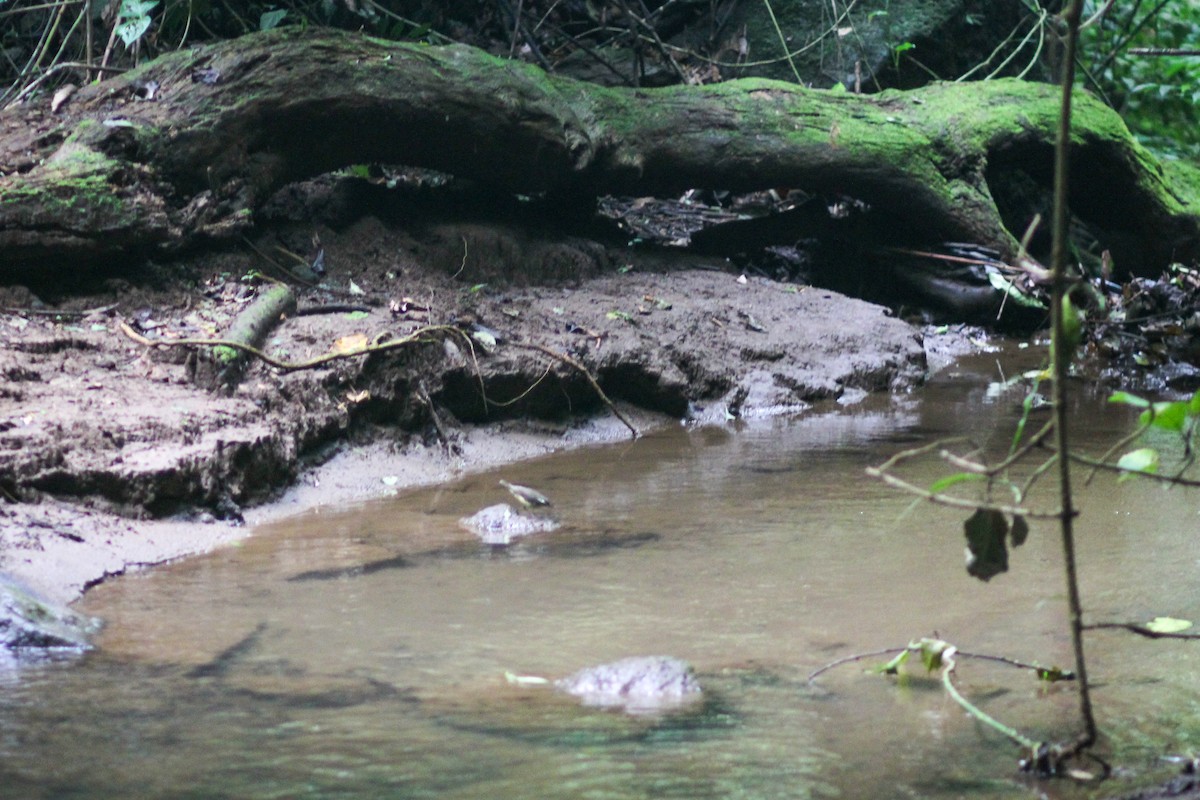 Louisiana Waterthrush - ML645574807