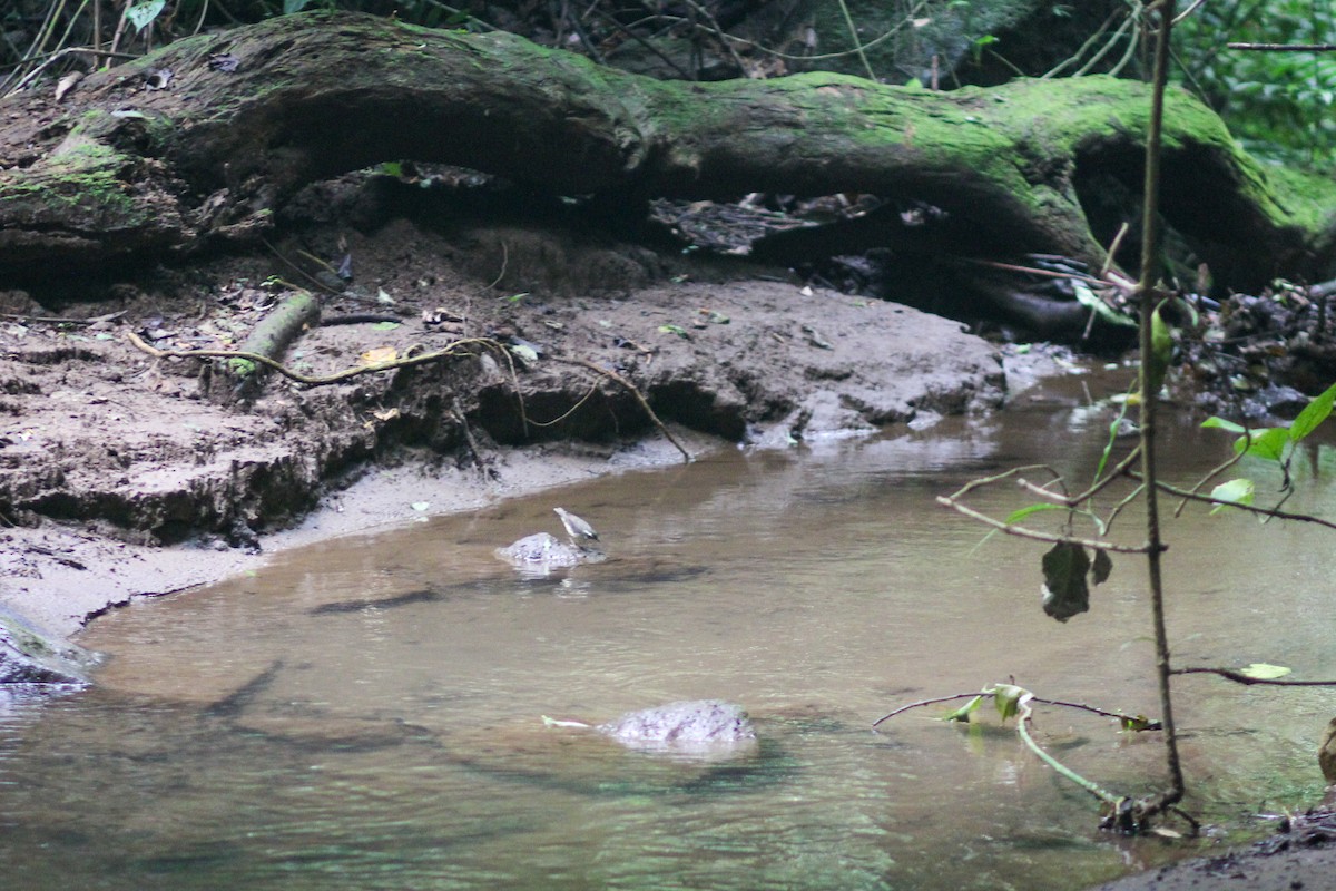 Louisiana Waterthrush - ML645574808