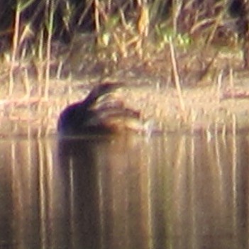 Wood Duck - ML645574811