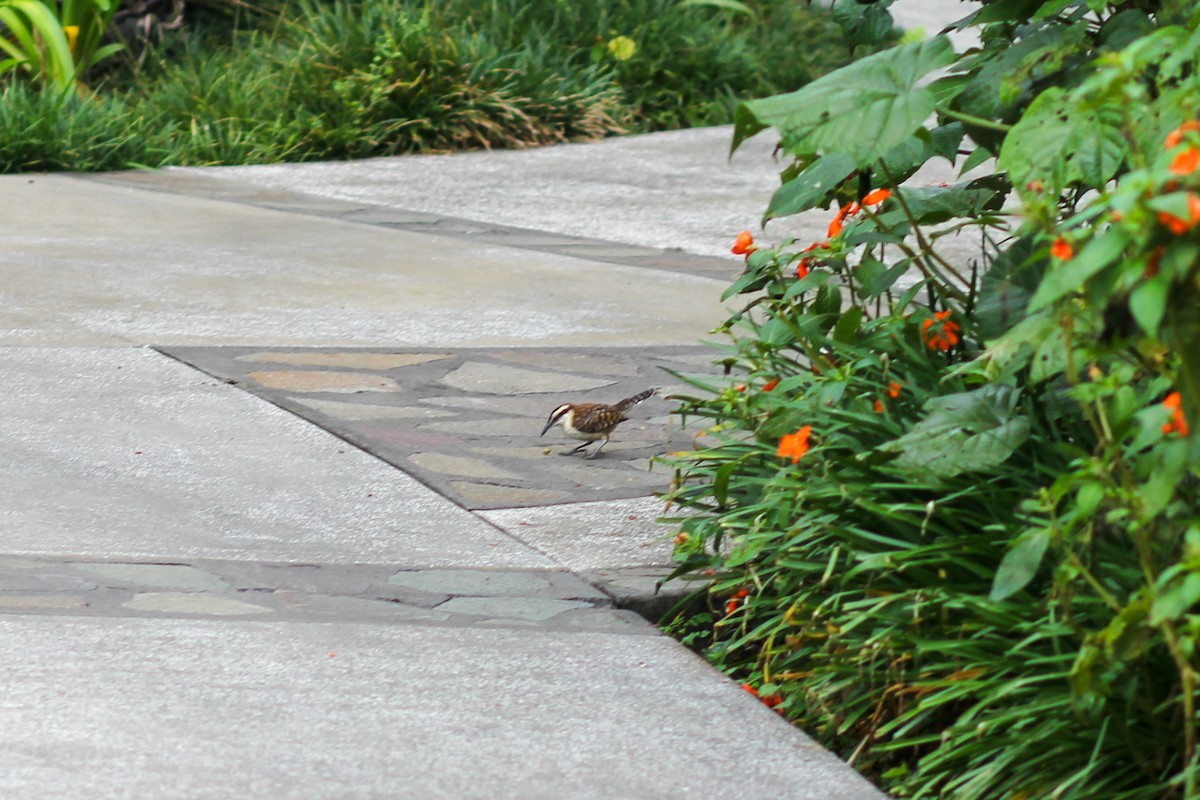 Rufous-backed Wren - ML645574814