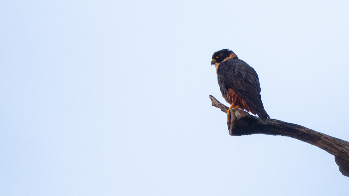 Bat Falcon - ML645574816